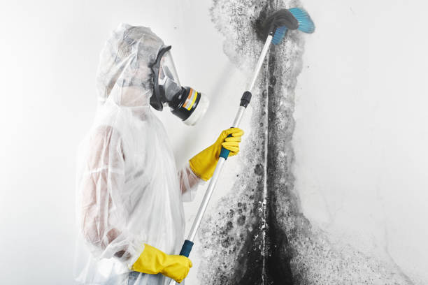 Best Industrial Mold Remediation  in Rden City, GA