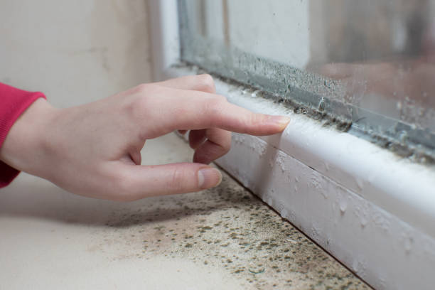  Rden City, GA Mold Removal Pros