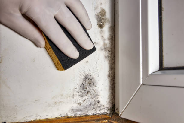 Mold Odor Removal Services in Garden City, GA
